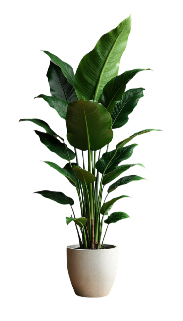 38 Low-Maintenance Indoor Plants That Are Perfect for Beginners » Comfy Ideas