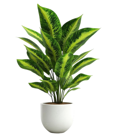 A plant in a white pot on white background Stock Photo