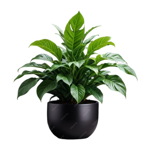 Decorative house plant isolated on transparent background _ Premium AI-generated PSD