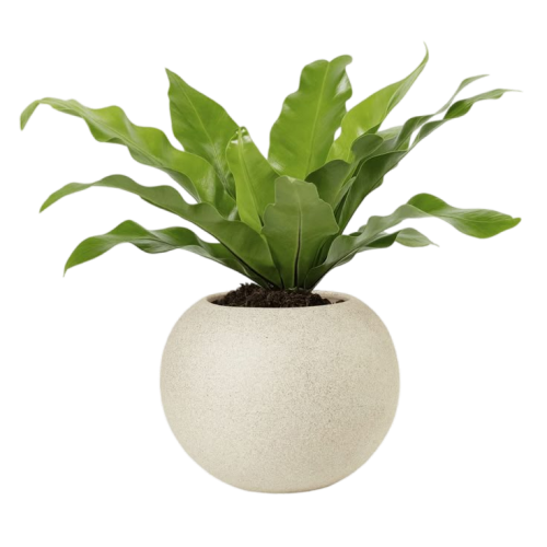 Download premium png of Birds nest plant png mockup in a beige pot by Oreo_Dark about plant png, bird nest, plant, nest, and fern leaf png 3589689