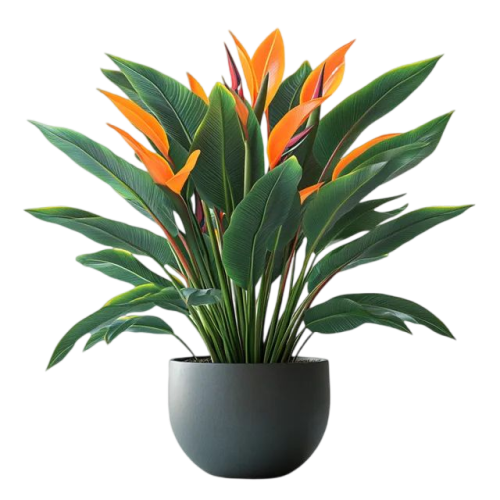 Free_ Isometric 3D Rendering of a Bird of Paradise Plant