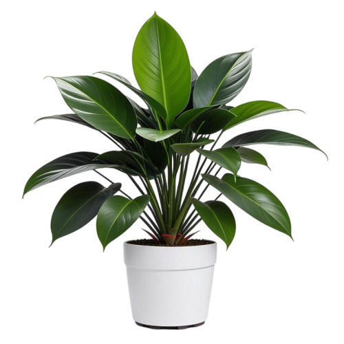 Houseplant plant isolated image on a white background _ Premium AI-generated image